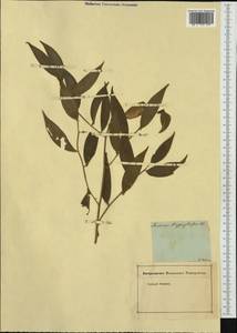 Ruscus hypoglossum L., Botanic gardens and arboreta (GARD) (Russia)