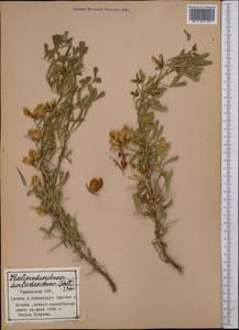 Caragana halodendron (Pall.) Dum.Cours., Middle Asia, Pamir & Pamiro-Alai (M2) (Tajikistan)