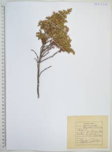 Juniperus communis var. saxatilis Pall., Siberia, Russian Far East (S6) (Russia)