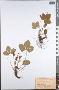 Fragaria viridis Duchesne, Eastern Europe, Central region (E4) (Russia)