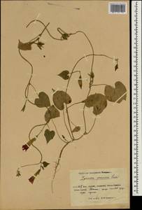 Ipomoea purpurea (L.) Roth, South Asia, South Asia (Asia outside ex-Soviet states and Mongolia) (ASIA) (China)