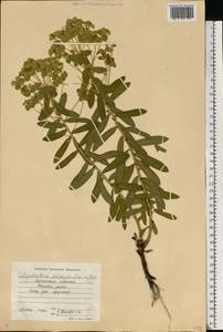 Euphorbia stepposa Zoz ex Prokh., Eastern Europe, North Ukrainian region (E11) (Ukraine)