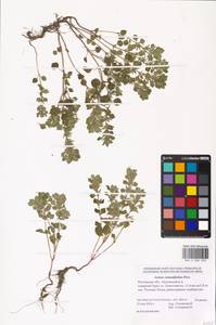 MHA 0 006 933, Clinopodium graveolens subsp. rotundifolium (Pers.) Govaerts, Eastern Europe, Rostov Oblast (E12a) (Russia)