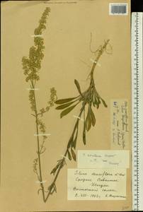 Silene borysthenica (Gruner) Walters, Eastern Europe, Middle Volga region (E8) (Russia)