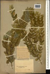 Buxus sempervirens L., Caucasus, Azerbaijan (K6) (Azerbaijan)