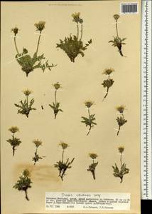 Crepis crocea var. czuensis (Serg.) Tzvelev, Mongolia (MONG) (Mongolia)