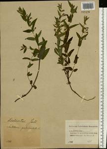 Scutellaria galericulata L., Eastern Europe, Volga-Kama region (E7) (Russia)
