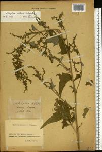 Atriplex sagittata Borkh., Eastern Europe, Rostov Oblast (E12a) (Russia)