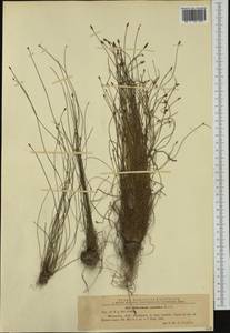Eleocharis carniolica W.D.J.Koch, Western Europe (EUR) (Romania)
