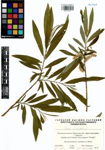 Salix viminalis L., Siberia, Baikal & Transbaikal region (S4) (Russia)