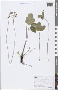 Fragaria viridis Duchesne, Eastern Europe, Eastern region (E10) (Russia)