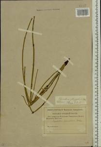 Equisetum ramosissimum Desf., Eastern Europe, Lower Volga region (E9) (Russia)