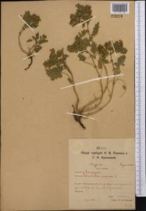 Potentilla supina L., Middle Asia, Northern & Central Kazakhstan (M10) (Kazakhstan)