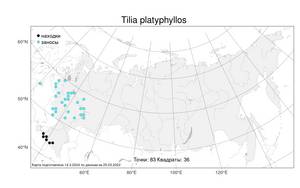 Tilia platyphyllos Scop., Atlas of the Russian Flora (FLORUS) (Russia)