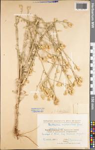 Centaurea stoebe subsp. stoebe, Eastern Europe, North Ukrainian region (E11) (Ukraine)