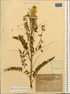 Astragalus galegiformis L., Caucasus, Armenia (K5) (Armenia)