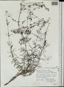 Galium octonarium (Klokov) Pobed., Eastern Europe, Middle Volga region (E8) (Russia)