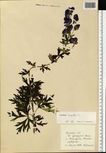 Aconitum napellus, Eastern Europe, Central region (E4) (Russia)