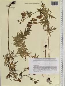 Aconitum volubile Pall., Siberia, Baikal & Transbaikal region (S4) (Russia)