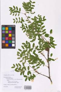 Caragana arborescens Lam., Eastern Europe, Central region (E4) (Russia)