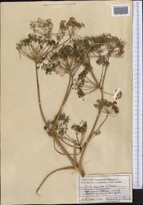 Ferula gigantea B. Fedtsch., Middle Asia, Pamir & Pamiro-Alai (M2) (Tajikistan)