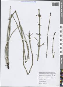 Equisetum ramosissimum Desf., South Asia, South Asia (Asia outside ex-Soviet states and Mongolia) (ASIA) (Turkey)