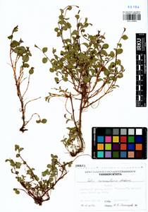 Salix nummularia Anderss., Siberia, Yakutia (S5) (Russia)