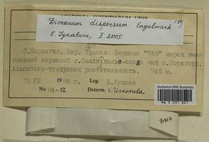 Dicranum dispersum Engelmark, Bryophytes, Bryophytes - Western Europe (BEu) (Norway)