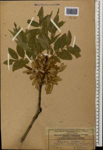 Fraxinus excelsior L., Caucasus, Azerbaijan (K6) (Azerbaijan)