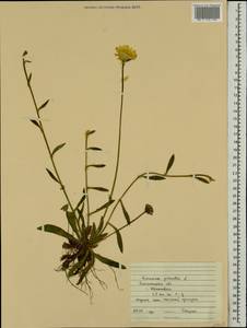 Pilosella officinarum Vaill., Eastern Europe, South Ukrainian region (E12) (Ukraine)