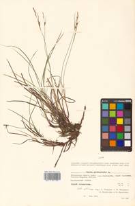 Carex globularis L., Siberia, Chukotka & Kamchatka (S7) (Russia)