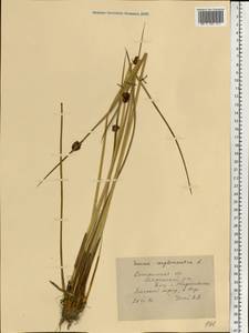 Juncus conglomeratus L., Eastern Europe, Central forest region (E5) (Russia)