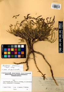 Kalidium foliatum (Pall.) Moq., Siberia, Altai & Sayany Mountains (S2) (Russia)