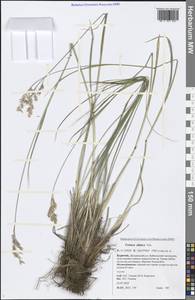 Festuca altaica Trin., Siberia, Baikal & Transbaikal region (S4) (Russia)