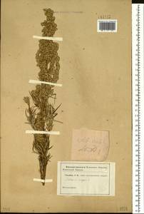 Artemisia mongolica (Fisch. ex Besser) Nakai, Siberia (no precise locality) (S0) (Russia)