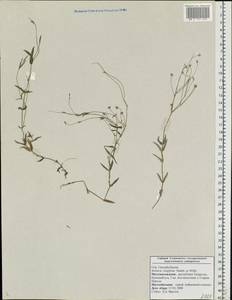 Stellaria longifolia (Regel) Muhl. ex Willd., Eastern Europe, Middle Volga region (E8) (Russia)