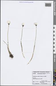 Eriophorum callitrix Cham. ex C.A.Mey., Siberia, Central Siberia (S3) (Russia)