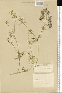 Delphinium consolida subsp. consolida, Eastern Europe, Middle Volga region (E8) (Russia)