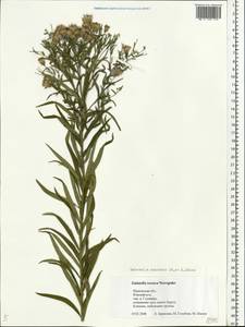 Galatella sedifolia subsp. sedifolia, Eastern Europe, Central forest region (E5) (Russia)