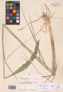 Calamagrostis epigejos (L.) Roth, Eastern Europe, Lower Volga region (E9) (Russia)