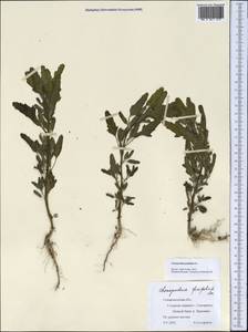 Chenopodium ficifolium Sm., Middle Asia, Syr-Darian deserts & Kyzylkum (M7) (Uzbekistan)