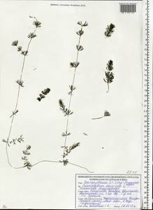 Ceratophyllum demersum L., Eastern Europe, Belarus (E3a) (Belarus)