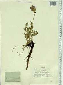 Oxytropis ambigua (Pall.)DC., Siberia, Altai & Sayany Mountains (S2) (Russia)