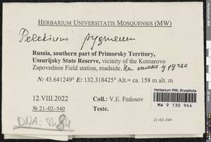 Pelekium pygmaeum (Schimp.) Touw, Bryophytes, Bryophytes - Russian Far East (excl. Chukotka & Kamchatka) (B20) (Russia)