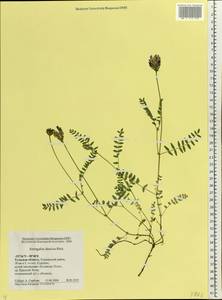 Astragalus danicus Retz., Eastern Europe, Central region (E4) (Russia)