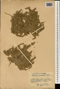 Halogeton glomeratus (Stephan ex M. Bieb.) C. A. Mey., South Asia, South Asia (Asia outside ex-Soviet states and Mongolia) (ASIA) (China)