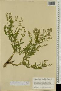 Lepidium affine Ledeb., Mongolia (MONG) (Mongolia)