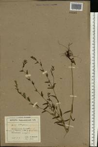 Buglossoides arvensis (L.) I. M. Johnst., Eastern Europe, North Ukrainian region (E11) (Ukraine)