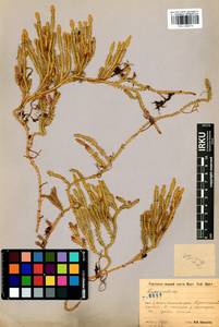 Spinulum annotinum subsp. alpestre (Hartm.) Uotila, Siberia, Baikal & Transbaikal region (S4) (Russia)