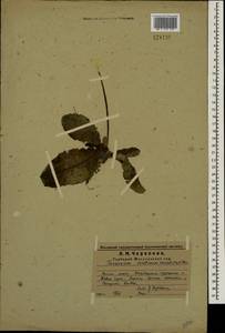 Taraxacum serotinum (Waldst. & Kit.) Poir., Eastern Europe, Middle Volga region (E8) (Russia)